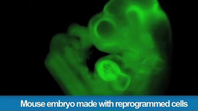 339.Mouse embryo made with reprogrammed cells