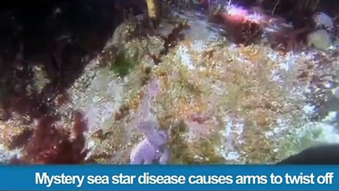 334.Mystery sea star disease causes arms to twist off