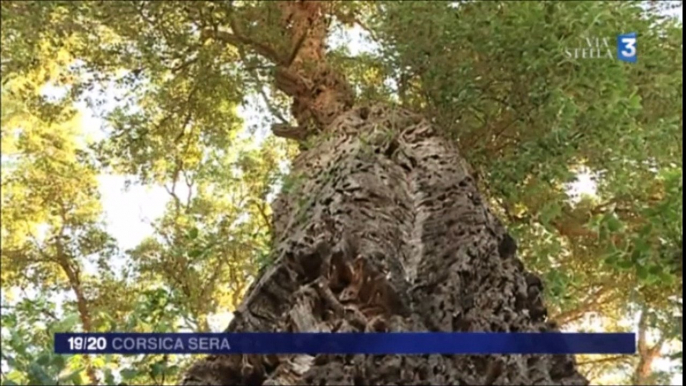 Xylella Fastidiosa en Corse