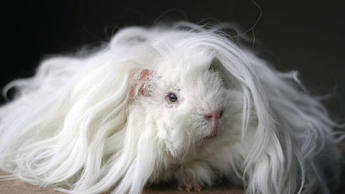 22 Guinea Pigs With The Most Majestic Hair Ever