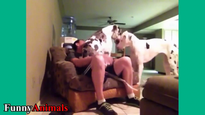 Cute and Funny Big Dogs Thinks They're Lap Dog  7