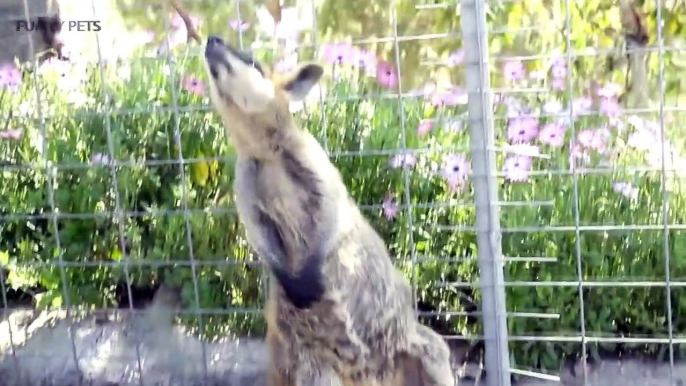 Kangaroos  Funny Kangaroos Playing [Funny Pets]