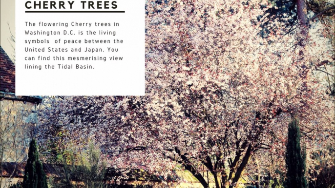 10 famous trees in history