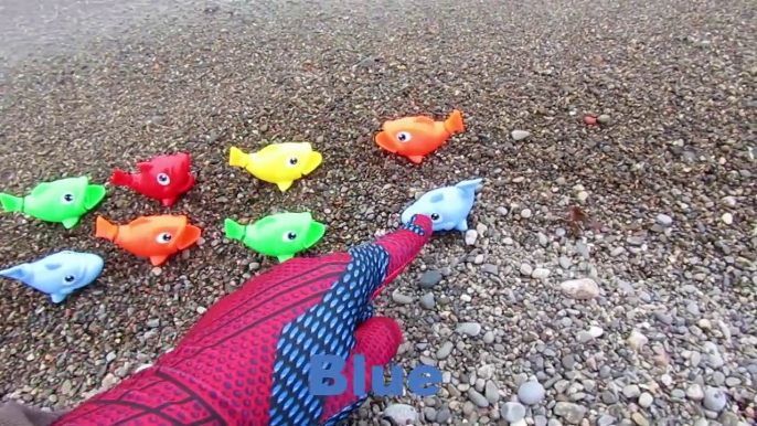 Animaux bébés Bol enfant couleur les couleurs poisson amusement amusement enfants Apprendre apprentissage Mer enseigner tout petit jouets