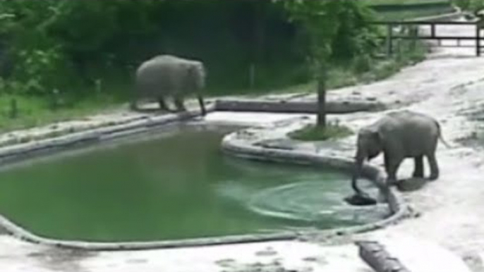 RAW: Elephants rescue calf drowning in zoo pool