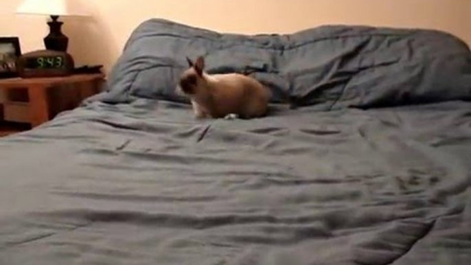 Billy the Bodacious Bunny Shows Off His Ridiculous Moves