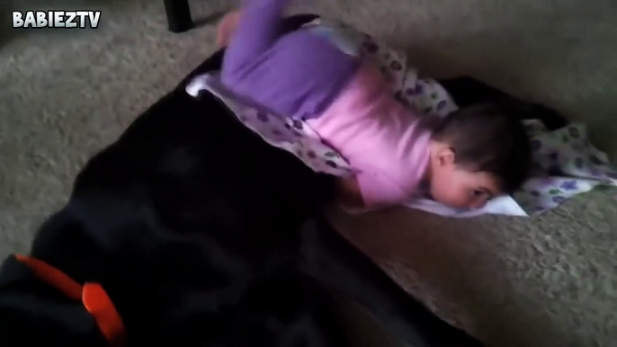 Cute Dogs and Babies Crawling Togethe