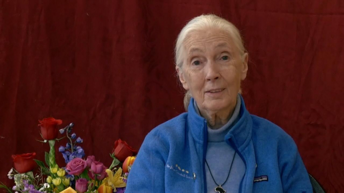 Jane goodall Likes Apes And "Planet Of The Apes" Movies