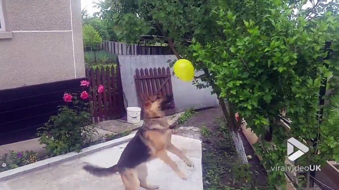 Ce berger allemand adore éclater des ballons