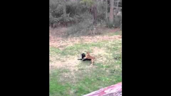 Dogs playing in the backyard part 2 - bobo and big man