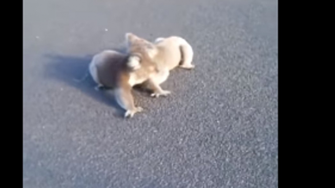 Fighting Koalas Shooed From Highway by Concerned Motorist