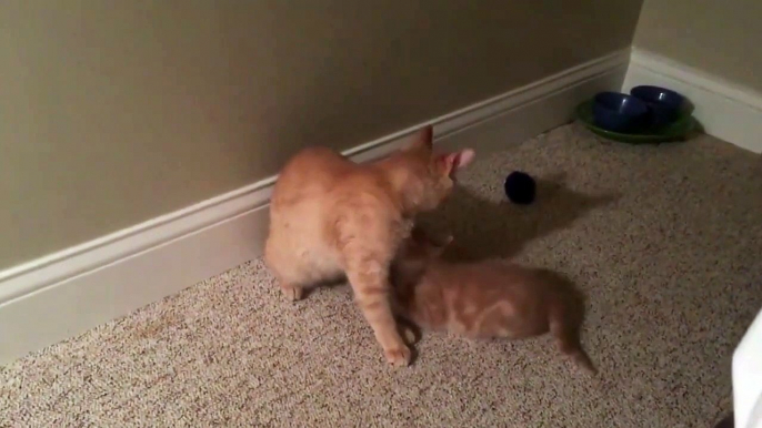 Kittens Talking and PlCat mom hugs baby kitten