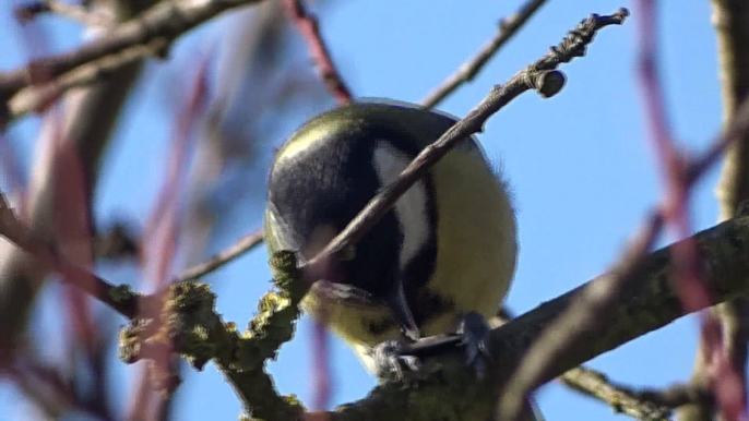 mésange charbonnière