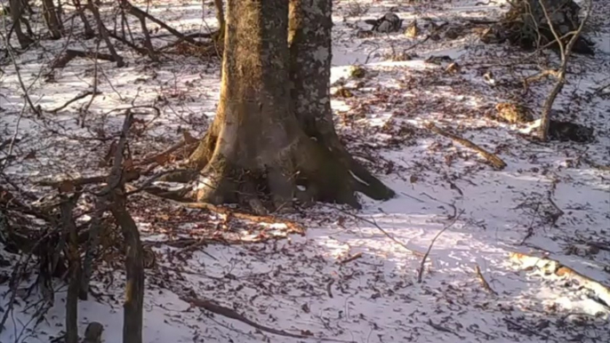 Man Filmed a Tree In The Woods For a Year and Captured Things Most People Will Never See - Ftw Video _ eBaum's World