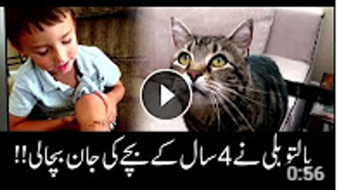 Pet cat saves toddler's life