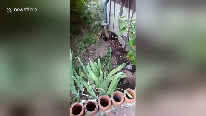 Woman helps ducklings find their mother after they fell into pipes