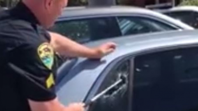 Florida Police Rescue Pit Bull Left in Hot Car