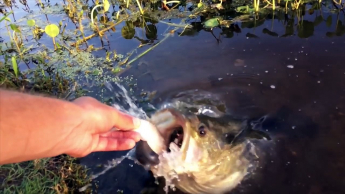 Ces poissons carnivores sont effrayants !! des SAUVAGES !