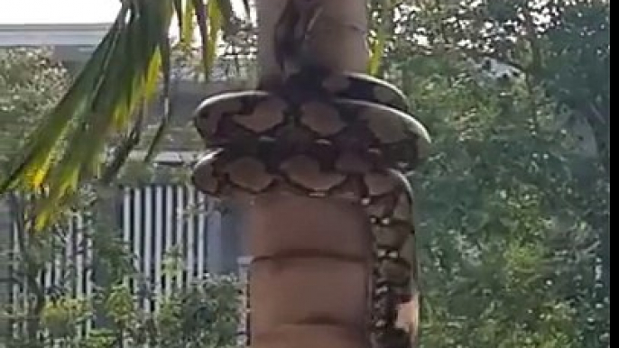 look at how it climbs   I can't believe I've seen snakes in trees