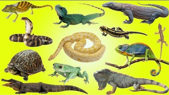 Learning About Reptiles | Snakes, Lizards, Crocodilians & Turtles in Real Life for Kids Adventure