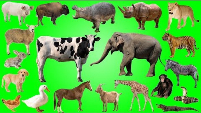 Learn Wild Animals and Farm Animals, Insects and Bugs for Kids | Best Animals for Kids Learning