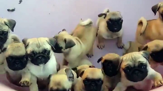 Just a bucket full of pugs