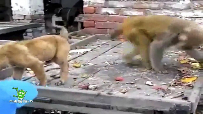 Whatsapp Latest Funny Video|Monkey Play With Puppy