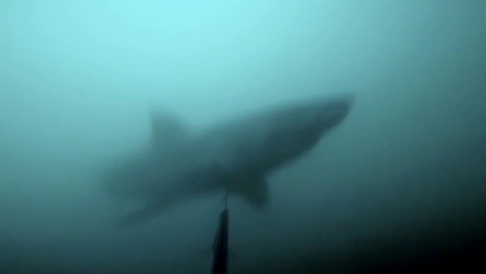 Ce plongeur se fait surprendre par un grand requin blanc qui l'attaque par derrière