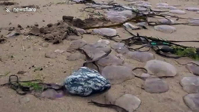 Peruvian Jellyfish Stunt - Steve-O