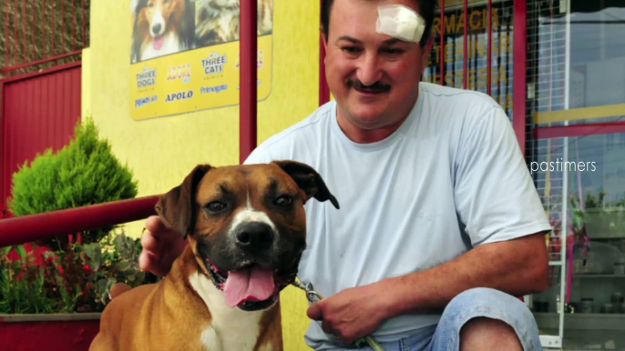 10 Amazing Stories of Lifesaving Dogs