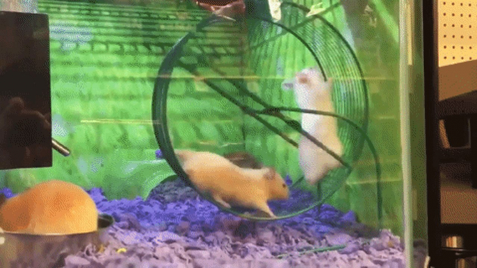 Hilarious Video Shows Hamster Being Casually Bullied in Running Wheel