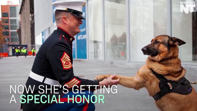 Soldiers Come Home To Dogs Compilation & More | The Dodo Daily