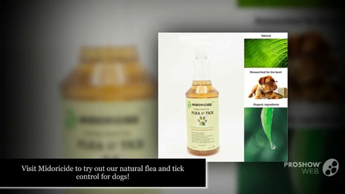 NATURAL FLEA AND TICK CONTROL FOR DOGS- MIDORICIDE