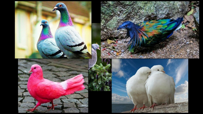 Beautiful pigeon birds - Icon of peace !