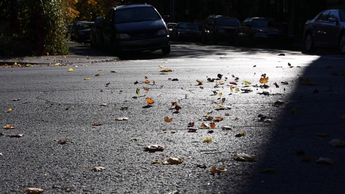 Cars Driving On Street With Leafs