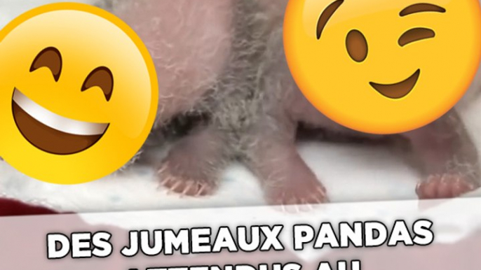 Deux bébés pandas au lieu d'un seul attendus au zoo de Beauval