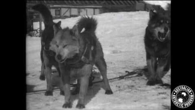 Explorer Mawson's Huskies Immortalised in Antarctic Place Names