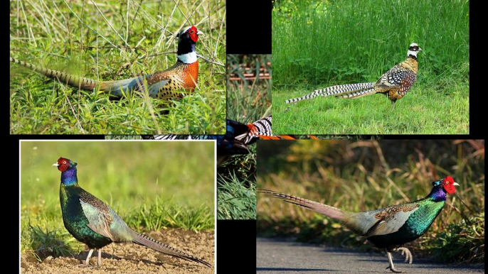 Top the most beautiful pheasant birds in the world !