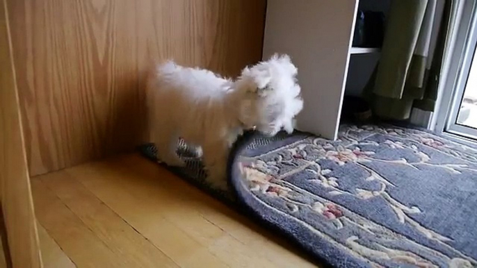 Cute Maltese puppy dog barking and chewing on rug funny videos things Plainfield puppies bark