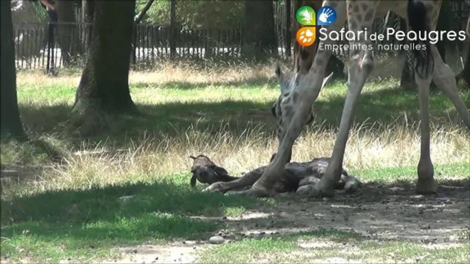 Carnet Rose : naissance d'un nouveau girafon au Safari de Peaugres