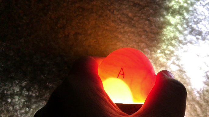 Duck Egg Candling at 7 Days second batch - Summary of overall egg hatching experience including how Luna and Whimsy Ducks are doing from First hatched batch