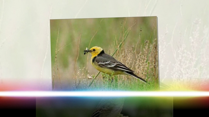Top 10 most beautiful wagtail birds in the world !