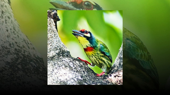 Top the best beautiful woodpecker birds in the world !