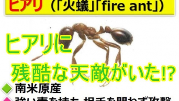 殺人アリ「ヒアリ」そんな「殺人アリ(火アリ)」に残酷な天敵がいた！(There was a cruel natural enemy to a killer ant "fire ant" such ")