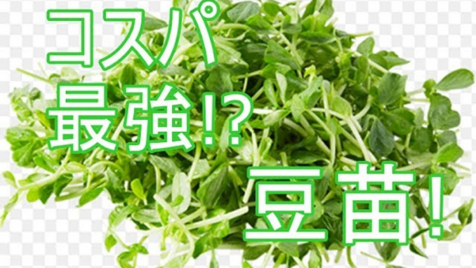 コスパ最強野菜！「豆苗」。その栄養価とは!?(Cost performance highest vegetables! "Soybean seed". What is its nutritiona)