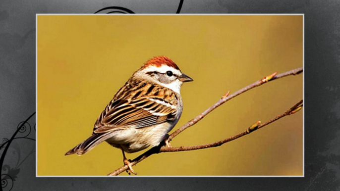 Sparrow Birds - The lovely Birds - Cute Birds