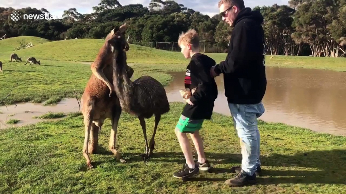 Kangaroo punches boy in the face