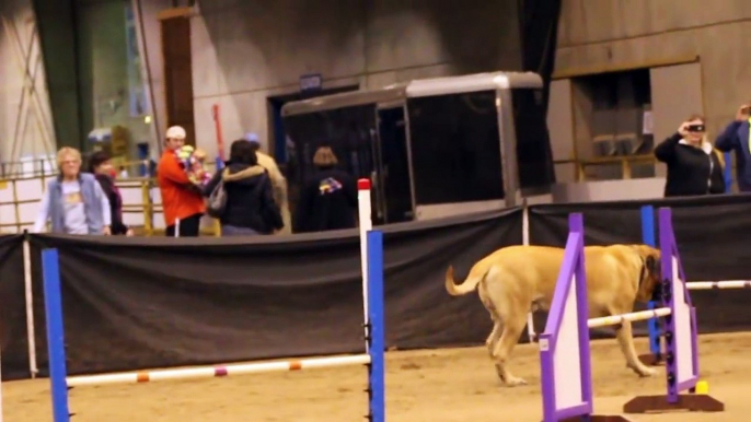 Mastiff Competing At Dog Agility