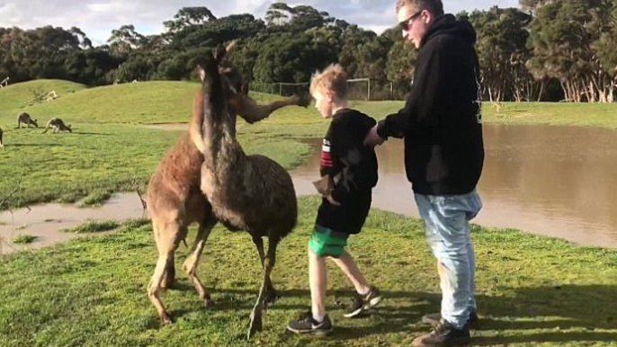 Kangaroo Punches Boy In The Face