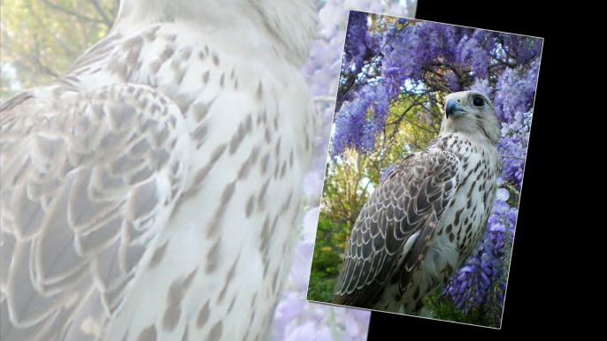 Falcon Birds - One of the strong birds in the birds world.